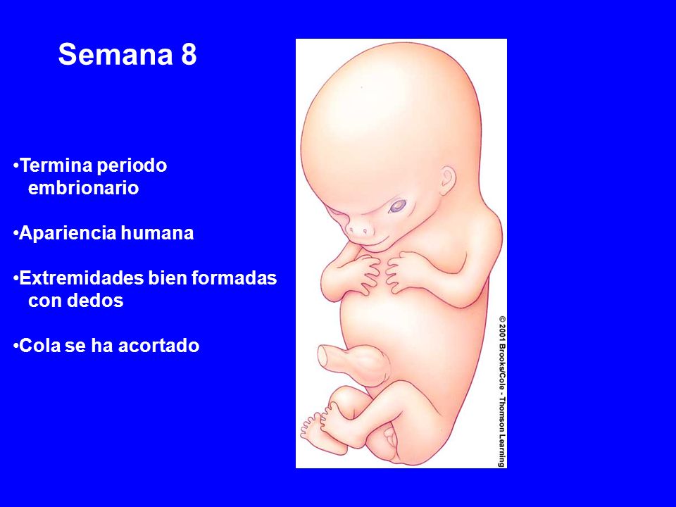 8 nina semanas de feto